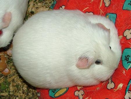 Guinea-pig-2