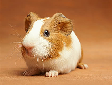 Guinea-pig-4