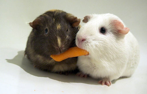 Guinea-pigs