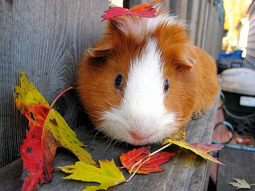 Mini-Guinea-pig